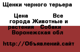 Щенки черного терьера › Цена ­ 35 000 - Все города Животные и растения » Собаки   . Воронежская обл.